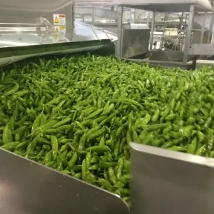 Continuous belt blancher for vegetable enzyme inactivation
