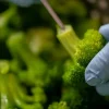continuous-belt-blancher-02 Continuous belt blancher for vegetable enzyme inactivation