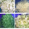 leafy-vegetable-cutting-machine-03 Leafy vegetable cutting machine slicing spinach and lettuce to length
