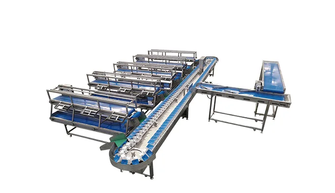 Roller size grading machine separating fruit by diameter bands