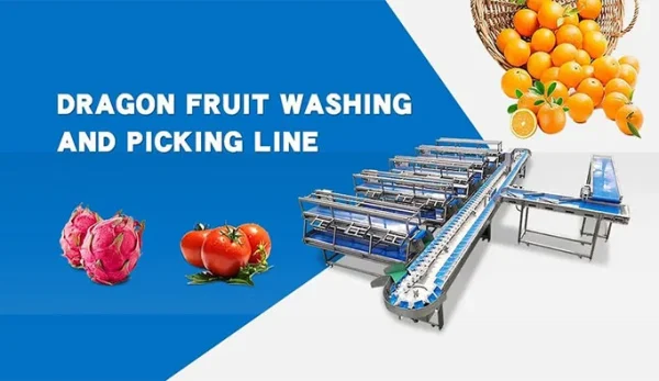 Roller size grading machine separating fruit by diameter bands