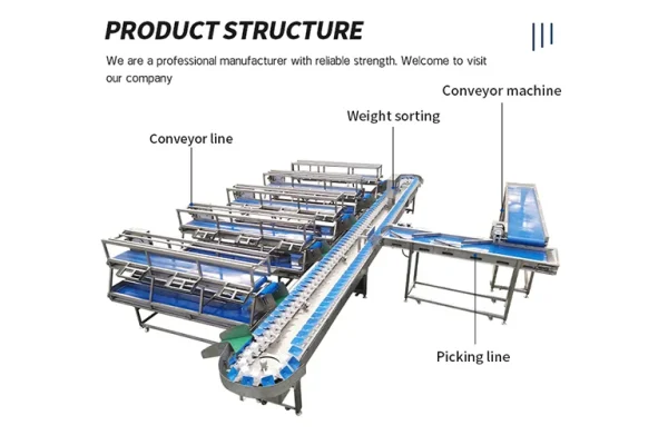 Roller size grading machine separating fruit by diameter bands